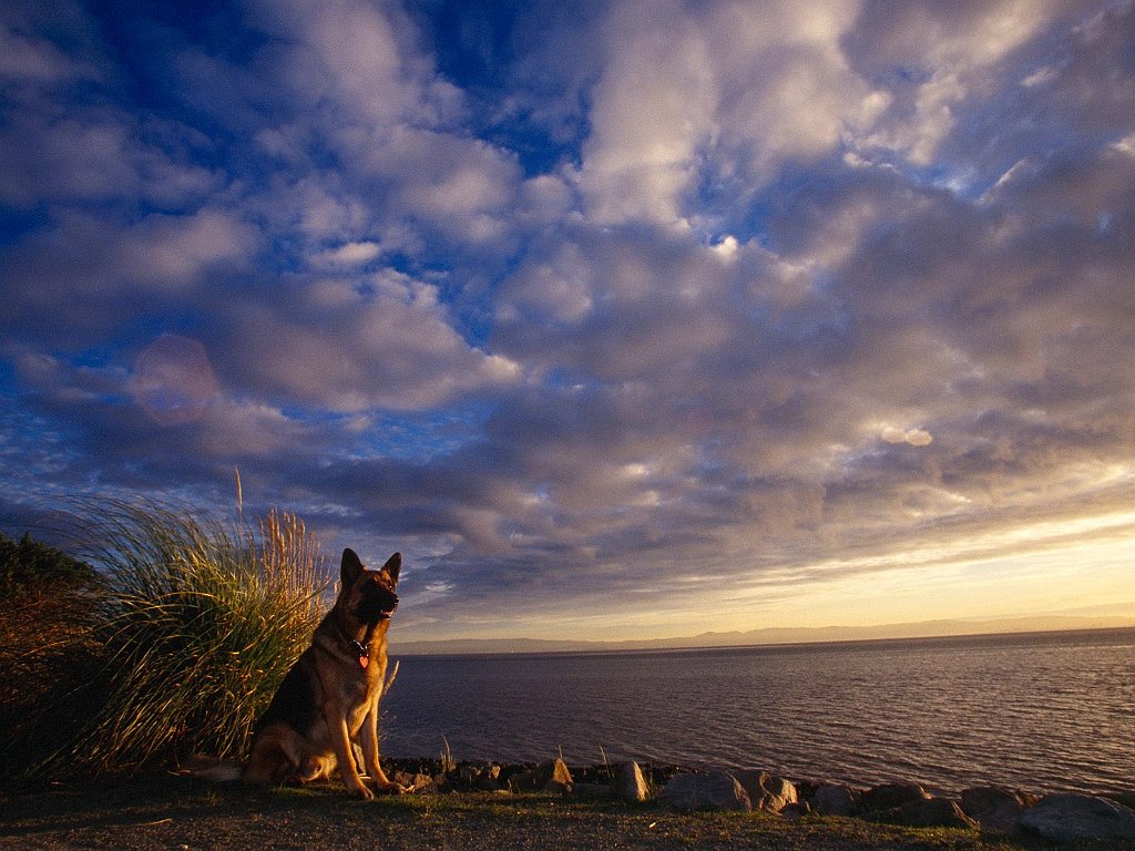German Shepherd